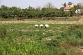 35_ile koh_chong_tissage_004